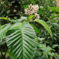Begonia convallariodora (Bégonia)
