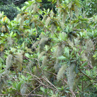 Bocconia arborea (Bocconia)