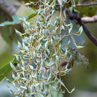 bocconia_arborea2md (Bocconia arborea)