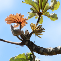 cecropia_peltata1md (Cecropia peltata)