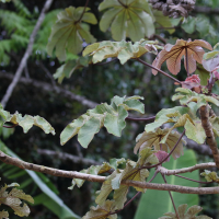 cecropia_peltata3bd