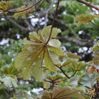 cecropia_peltata4bd (Cecropia peltata)