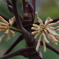 cecropia_peltata5bd