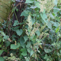 Chamissoa altissima (Liane-panier)
