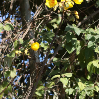 Cochlospermum vitifolium (Rose du Brésil)