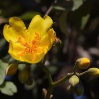 cochlospermum_vitifolium2bd