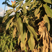 costus_guanaciensis1md (Costus guanaciensis)