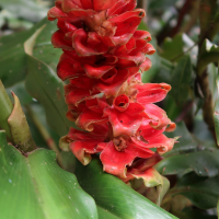 costus_montanus2md (Costus montanus)