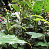 costus_montanus3md (Costus montanus)