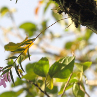 epidendrum_centropetalum1md (Epidendrum centropetalum)