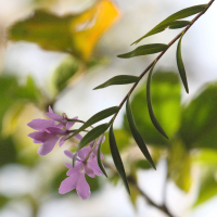 Epidendrum centropetalum (Epidendrum)