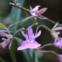 epidendrum_centropetalum3bd (Epidendrum centropetalum)