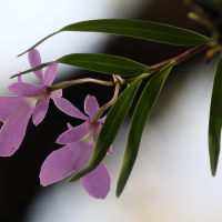 epidendrum_centropetalum4bd