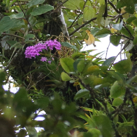 epidendrum_centropetalum5bd