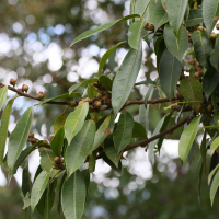 Ficus pertusa (Figuier)