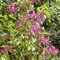 fuchsia_paniculata2md