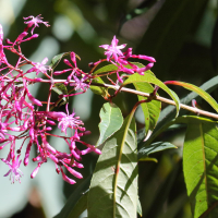 fuchsia_paniculata3md