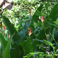 Heliconia mathiasiae (Héliconia)