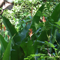 heliconia_mathiasiae1bd