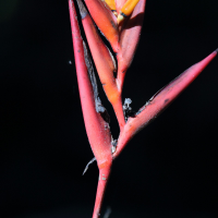 heliconia_mathiasiae2md