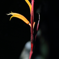 heliconia_mathiasiae3md