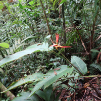 heliconia_tortuosa1md