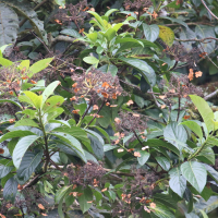 Hydrangea peruviana (Hydrangea grimpant du Pérou)