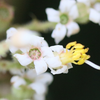 miconia_costaricensis2md