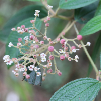 miconia_costaricensis3md