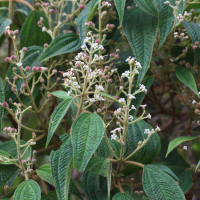 Miconia costaricensis (Miconia)