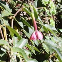 Passiflora molissima (Curuba, Passiflore banane)