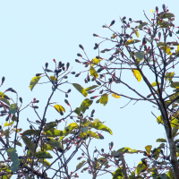 Persea caerulea (Avocatier sauvage)