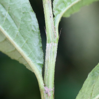 persicaria_punctata2md