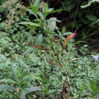 persicaria_punctata3