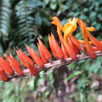 Pitcairnia brittoniana (Pitcairnia)