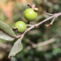 Psidium guineense (Goyavier du Brésil)