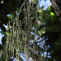 Rhipsalis baccifera (Rhipsalis, Cactus-gui)