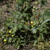 Solanum capsicoides (Morelle)