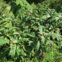 solanum_chrysotrichum1md