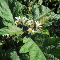 Solanum chrysotrichum (Morelle)