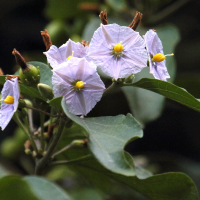 Solanum wendlandii (Morelle de Wenland, Glycine (Antilles))
