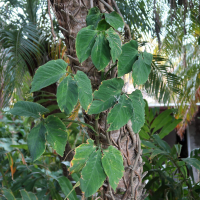 Syngonium triphyllum (Syngonium)
