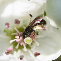 andrena_minutula_gr1md (Andrena minutula gr.)