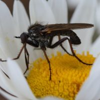 empis_tessellata2bd (Empis tessellata)