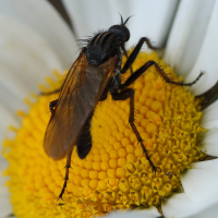 empis_tessellata3bd