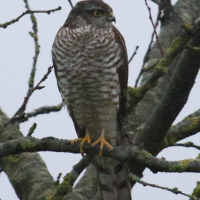 epervier_d-europe_-_accipiter_nisus8md (Accipiter nisus)