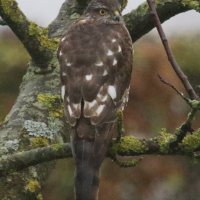 epervier_d-europe_-_accipiter_nisus9md (Accipiter nisus)