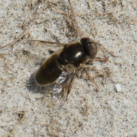 eristalinus_aeneus1bd (Eristalinus aeneus)