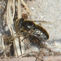 eristalinus_aeneus2bd (Eristalinus aeneus)