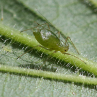 Microlophium carnosum (Puceron commun de l'ortie)